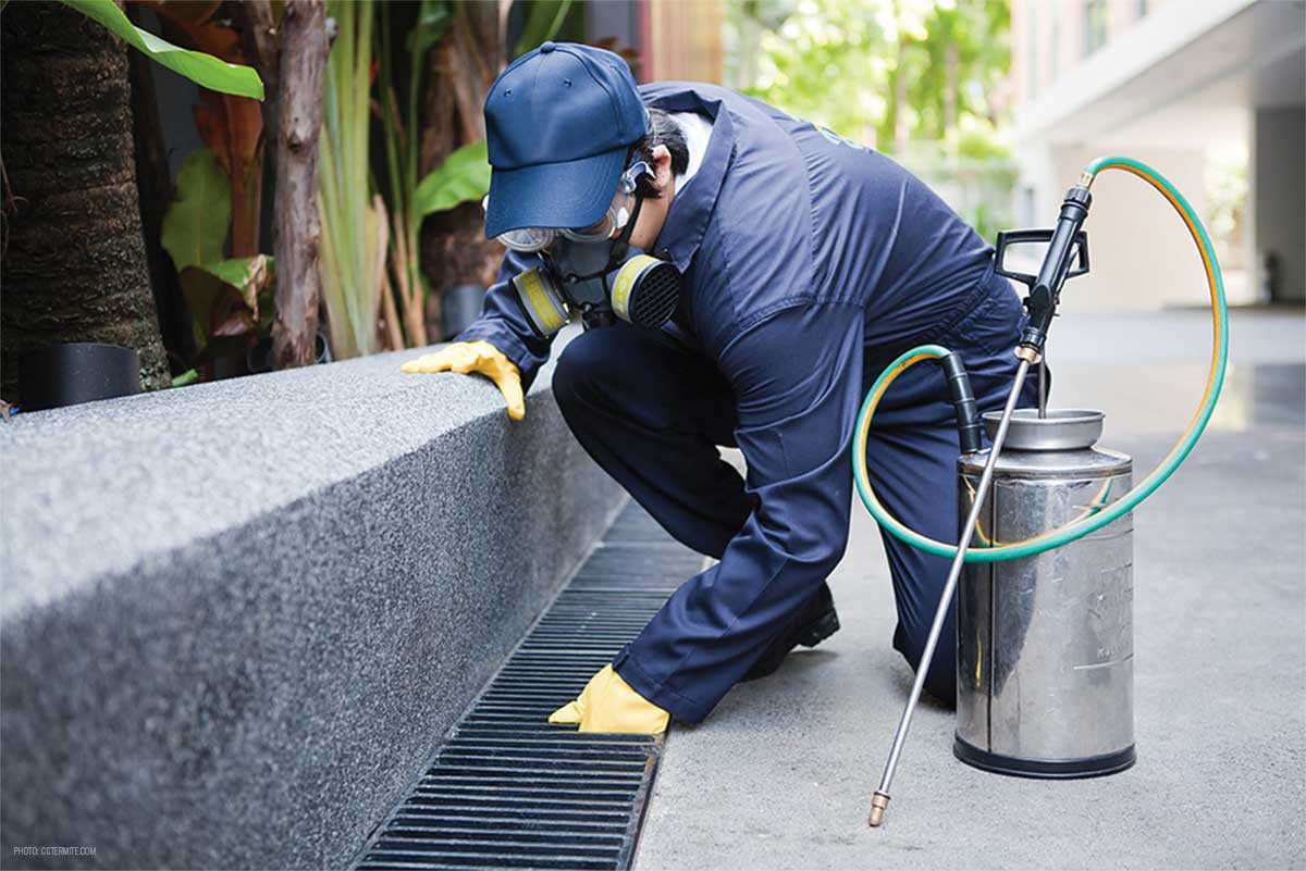 Protect Your Home with Effective Local Pest Control Solutions